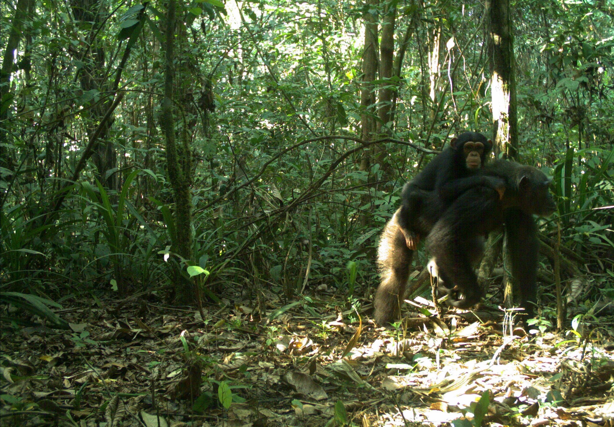 Gola Image Wildlife